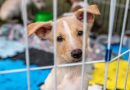 Projeto de lei aumenta pena por maus-tratos contra cães e gatos