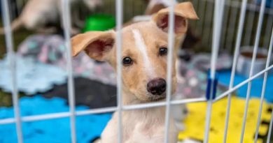 Projeto de lei aumenta pena por maus-tratos contra cães e gatos